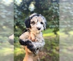 Puppy Wulf Sheepadoodle