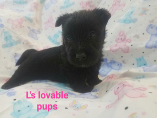 Scottish Terrier Puppy for sale in ASHEBORO, NC, USA