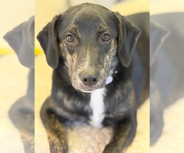 Medium Photo #4 Mutt Puppy For Sale in Mooresville, NC, USA