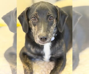 Ranger - Male Mutt Dog for Adoption - Photo #4