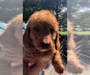 Goldendoodle Puppy for sale in CLARE, IL, USA