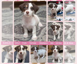 Mutt Dogs for adoption in Mesa, AZ, USA