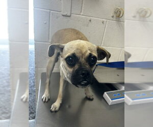 Pug-Unknown Mix Dogs for adoption in San Bernardino, CA, USA