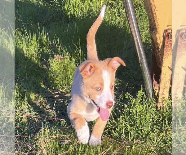 Medium Photo #3 German Shepherd Dog-Huskies  Mix Puppy For Sale in Fair Oaks, CA, USA