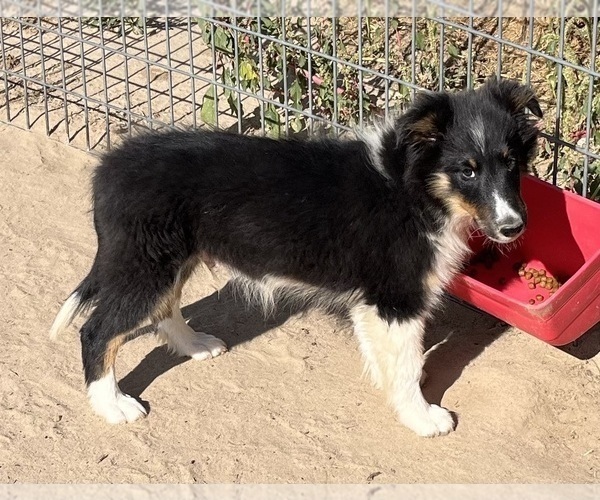 Medium Photo #1 Shetland Sheepdog Puppy For Sale in FORT MORGAN, CO, USA