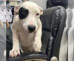 Small Border Collie Mix