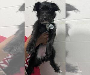 Miniature Schnauzer-Unknown Mix Dogs for adoption in Forestville, MD, USA