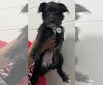 Small Miniature Schnauzer Mix