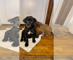 Small #1 Boerboel-Boxer Mix
