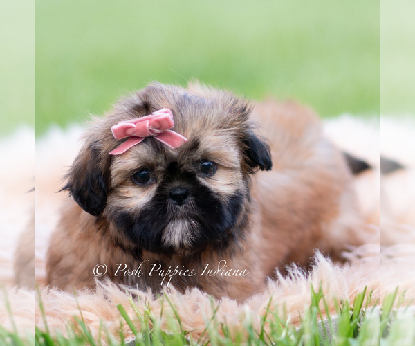Medium Photo #5 Shih Tzu Puppy For Sale in WARSAW, IN, USA