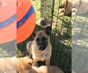 Malinois Puppy for sale in CITY INDUSTRY, CA, USA