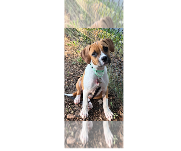 Medium Photo #2 Boxer-Unknown Mix Puppy For Sale in Springdale, PA, USA