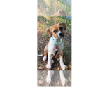 Small #1 Boxer Mix