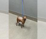 Small Chihuahua Mix