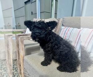 French Bulldog-Poodle (Miniature) Mix Puppy for sale in GLENDALE, AZ, USA