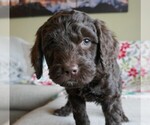 Puppy Cupid Labradoodle