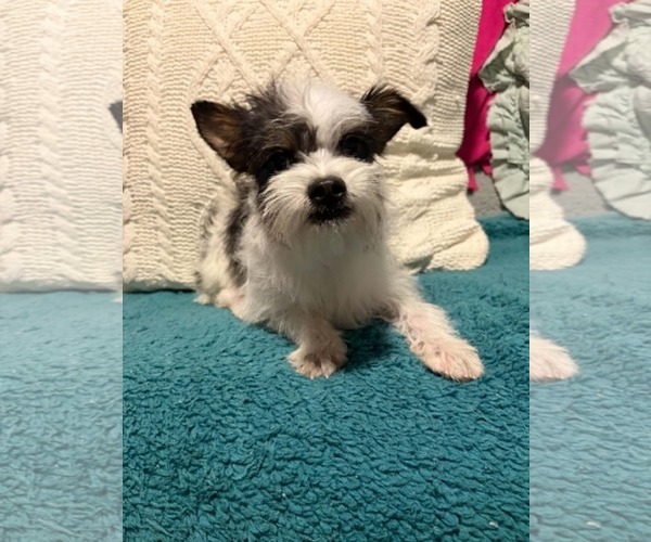 Medium Photo #2 Chihuahua-Unknown Mix Puppy For Sale in Mukwonago, WI, USA