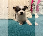 Small #1 Chihuahua Mix