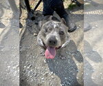 Small #2 Mutt