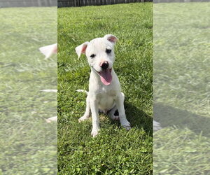 Labbe Dogs for adoption in Aurora, IN, USA