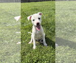 Small Labbe