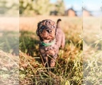 Puppy 5 Golden Mountain Doodle 