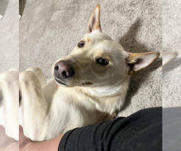 Medium Photo #8 Shepradors Puppy For Sale in Incline Village, NV, USA