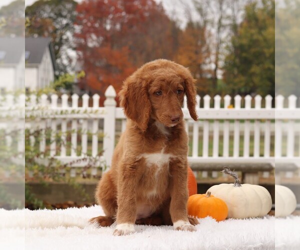 Medium Photo #4 Goldendoodle-Poodle (Standard) Mix Puppy For Sale in GAP, PA, USA