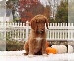 Small Photo #4 Goldendoodle-Poodle (Standard) Mix Puppy For Sale in GAP, PA, USA