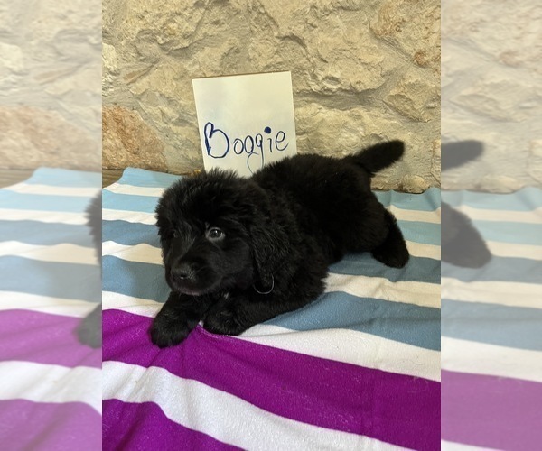 Medium Photo #3 Bernefie (pronounced burn-ah-fee) Puppy For Sale in SPRING BRANCH, TX, USA
