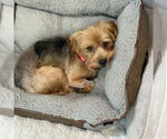 Small #1 Mutt