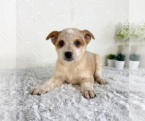 Medium Photo #5 Australian Cattle Dog Puppy For Sale in GREENFIELD, IN, USA