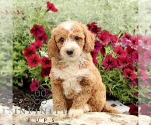 Goldendoodle (Miniature) Puppy for sale in LITITZ, PA, USA