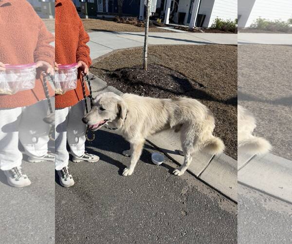 Medium Photo #5 Great Pyrenees-Unknown Mix Puppy For Sale in North Myrtle Beach, SC, USA