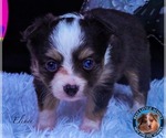 Small Photo #4 Miniature Australian Shepherd Puppy For Sale in GRANBURY, TX, USA