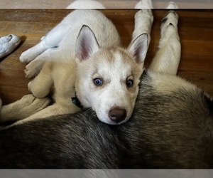 Siberian Husky Puppy for sale in WEST ALLIS, WI, USA