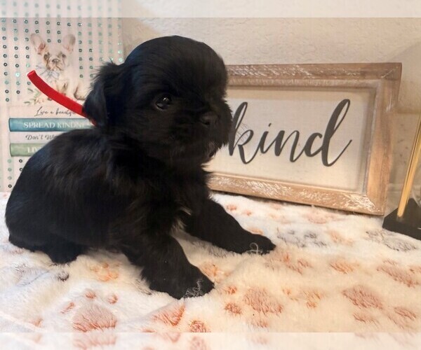 Medium Photo #1 Shih Tzu-Shorkie Tzu Mix Puppy For Sale in ELIZABETH, CO, USA