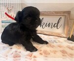 Small Shih Tzu-Shorkie Tzu Mix