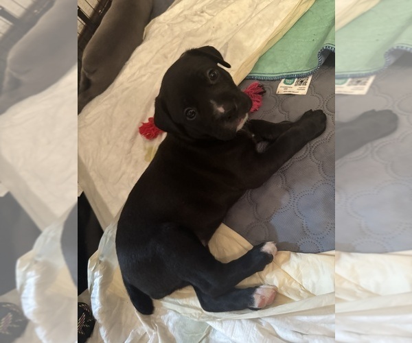 Medium Photo #5 Cane Corso-German Shepherd Dog Mix Puppy For Sale in SPRING, TX, USA