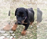 Puppy Raven Doberman Pinscher