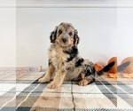 Small #4 Bernedoodle (Miniature)