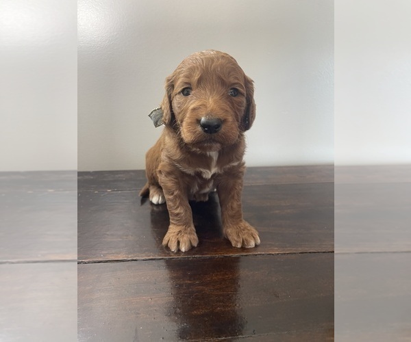 Medium Photo #15 Goldendoodle Puppy For Sale in WOODBURN, IN, USA
