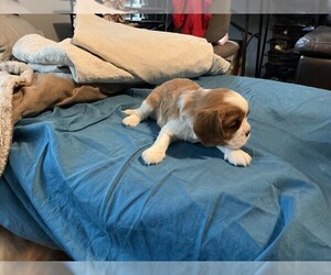 Cavalier King Charles Spaniel Puppy for sale in SAN LEANNA, TX, USA