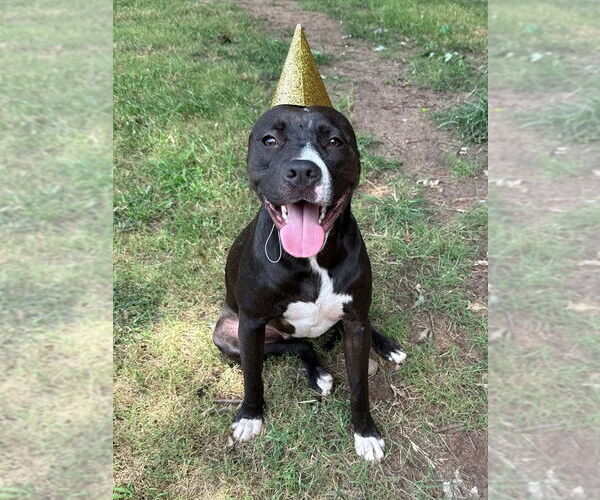 Medium Photo #1 Labrador Retriever-Unknown Mix Puppy For Sale in OKLAHOMA CITY, OK, USA