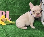 Small Photo #4 French Bulldog Puppy For Sale in MIRA LOMA, CA, USA