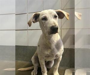 Labrador Retriever-Pembroke Welsh Corgi Mix Dogs for adoption in San Antonio, TX, USA