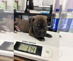 Small Chihuahua