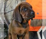 Small #3 Redbone Coonhound