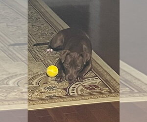 Cocoapup - Female American Pit Bull Terrier-Chocolate Labrador retriever Mix Dog for Adoption - Photo #7