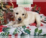 Puppy 1 Goldendoodle